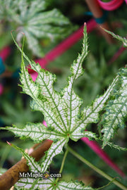 - Acer palmatum 'White Peaches' Japanese Maple - Mr Maple │ Buy Japanese Maple Trees