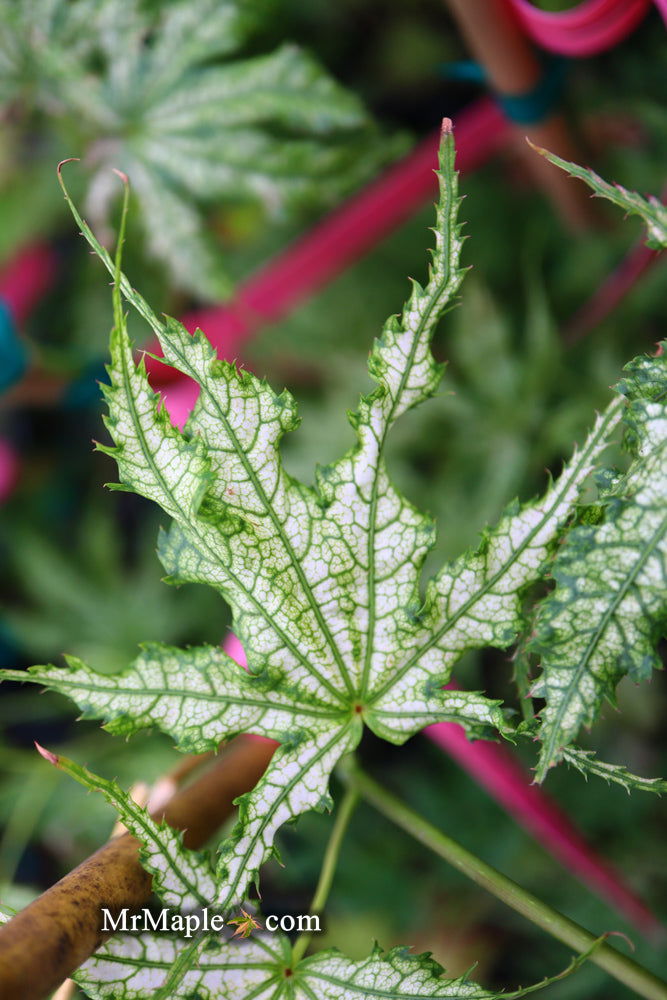 - Acer palmatum 'White Peaches' Japanese Maple - Mr Maple │ Buy Japanese Maple Trees