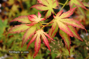 - Acer palmatum 'White Peaches' Japanese Maple - Mr Maple │ Buy Japanese Maple Trees