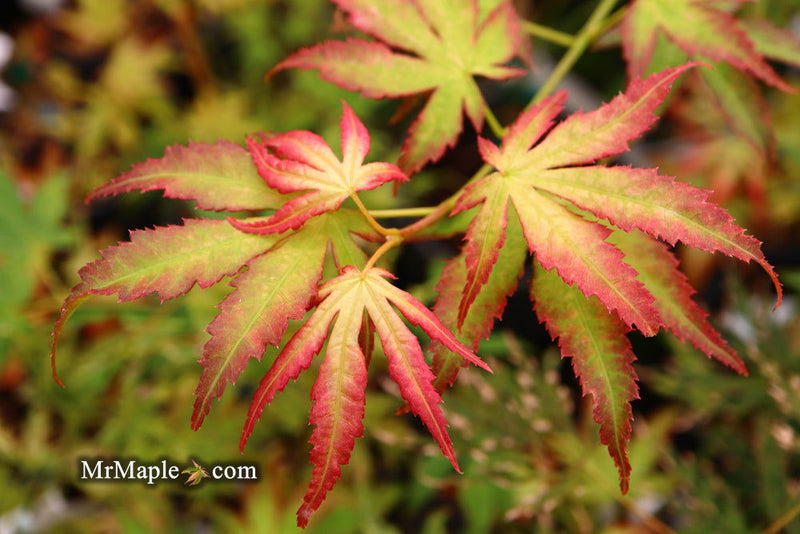 - Acer palmatum 'White Peaches' Japanese Maple - Mr Maple │ Buy Japanese Maple Trees
