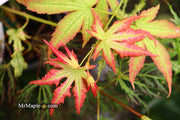 - Acer palmatum 'White Peaches' Japanese Maple - Mr Maple │ Buy Japanese Maple Trees