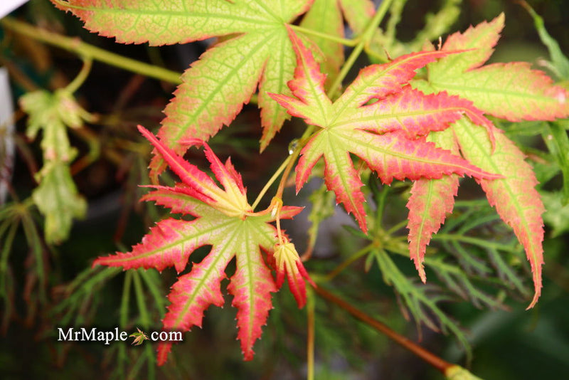 - Acer palmatum 'White Peaches' Japanese Maple - Mr Maple │ Buy Japanese Maple Trees