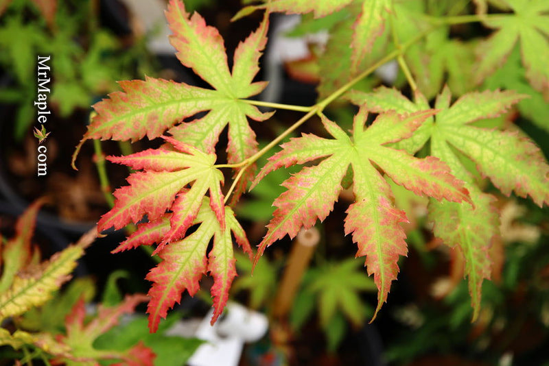 - Acer palmatum 'White Peaches' Japanese Maple - Mr Maple │ Buy Japanese Maple Trees