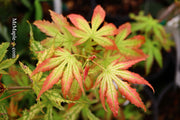 - Acer palmatum 'White Peaches' Japanese Maple - Mr Maple │ Buy Japanese Maple Trees