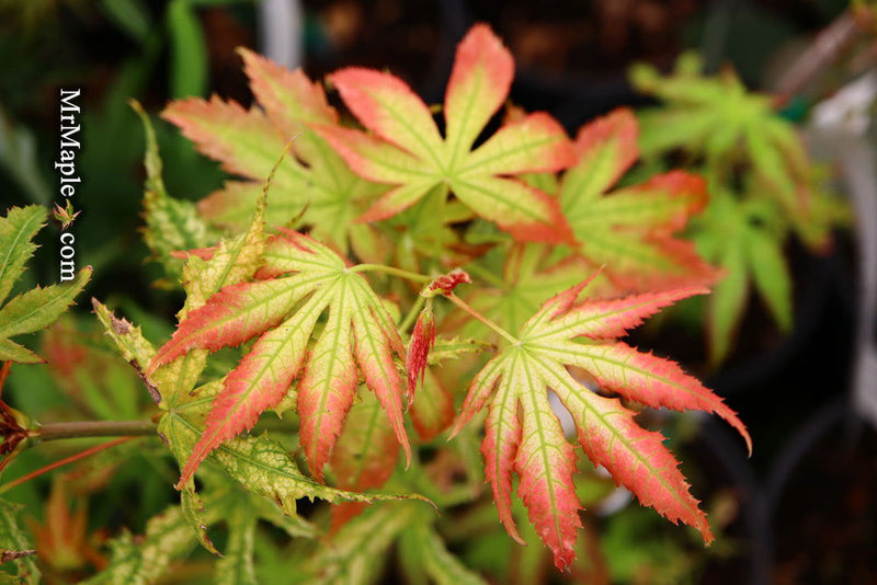 - Acer palmatum 'White Peaches' Japanese Maple - Mr Maple │ Buy Japanese Maple Trees