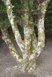 - Acer palmatum 'Whitney Red' Red Japanese Maple Tree - Mr Maple │ Buy Japanese Maple Trees