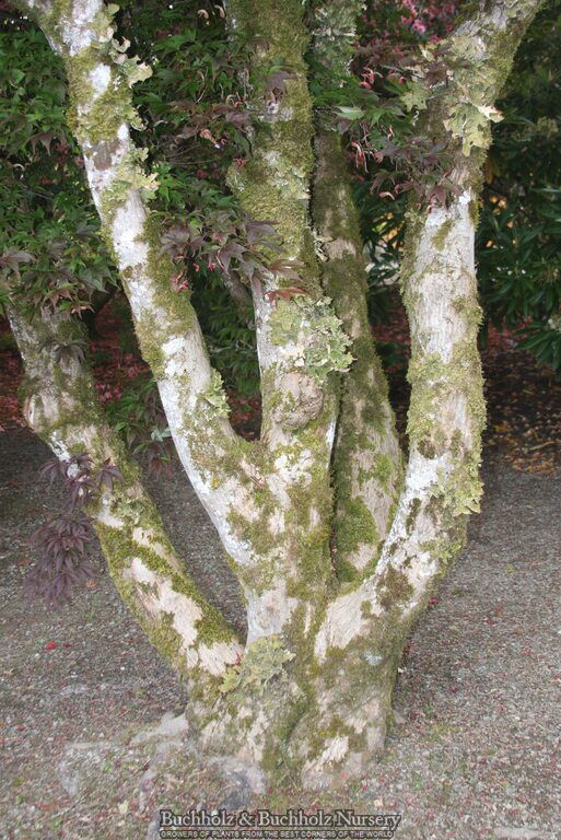 - Acer palmatum 'Whitney Red' Red Japanese Maple Tree - Mr Maple │ Buy Japanese Maple Trees