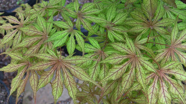 - Acer palmatum 'Will's Devine' Japanese Maple - Mr Maple │ Buy Japanese Maple Trees