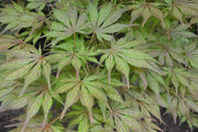 - Acer palmatum 'Will's Devine' Japanese Maple - Mr Maple │ Buy Japanese Maple Trees