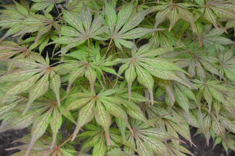 - Acer palmatum 'Will's Devine' Japanese Maple - Mr Maple │ Buy Japanese Maple Trees