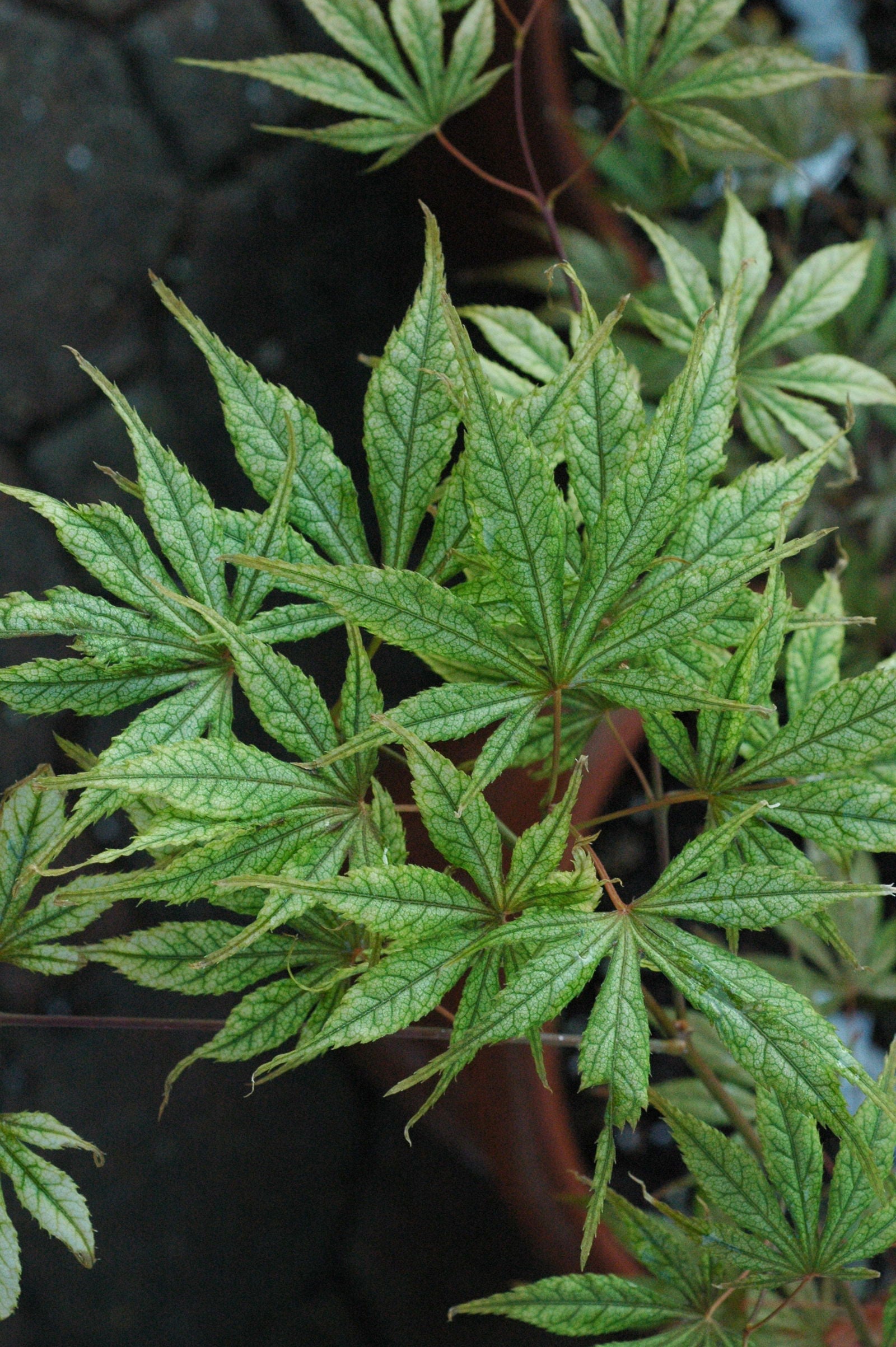 Buy Acer palmatum 'Will's Devine' Japanese Maple — Mr Maple │ Buy