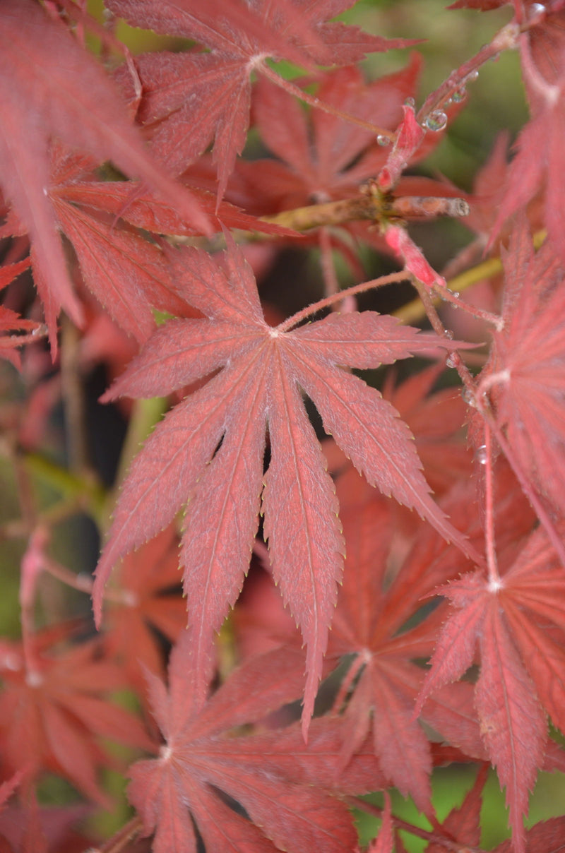 - Acer palmatum 'Will's Devine' Japanese Maple - Mr Maple │ Buy Japanese Maple Trees