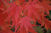 - Acer palmatum 'Will's Devine' Japanese Maple - Mr Maple │ Buy Japanese Maple Trees