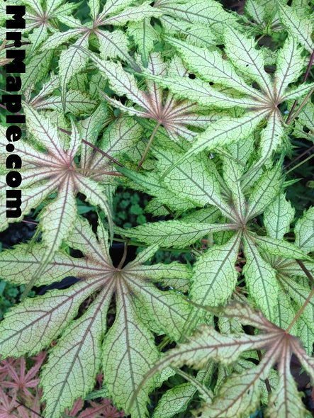 Buy Acer palmatum 'Will's Devine' Japanese Maple — Mr Maple │ Buy