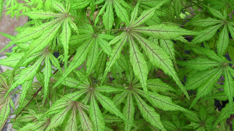 - Acer palmatum 'Will's Devine' Japanese Maple - Mr Maple │ Buy Japanese Maple Trees