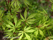 - Acer palmatum 'Will's Devine' Japanese Maple - Mr Maple │ Buy Japanese Maple Trees