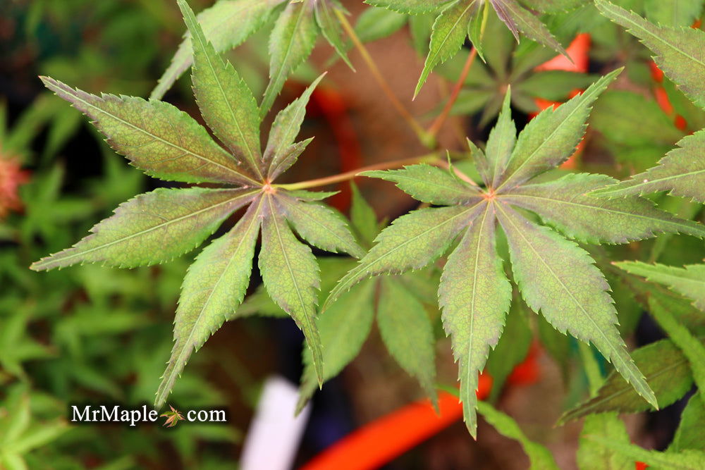 Buy Acer palmatum 'Will's Devine' Japanese Maple — Mr Maple │ Buy