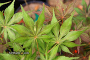 - Acer palmatum 'Will's Devine' Japanese Maple - Mr Maple │ Buy Japanese Maple Trees