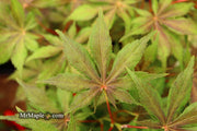 - Acer palmatum 'Will's Devine' Japanese Maple - Mr Maple │ Buy Japanese Maple Trees