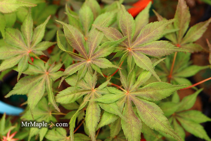 - Acer palmatum 'Will's Devine' Japanese Maple - Mr Maple │ Buy Japanese Maple Trees