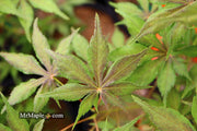 - Acer palmatum 'Will's Devine' Japanese Maple - Mr Maple │ Buy Japanese Maple Trees