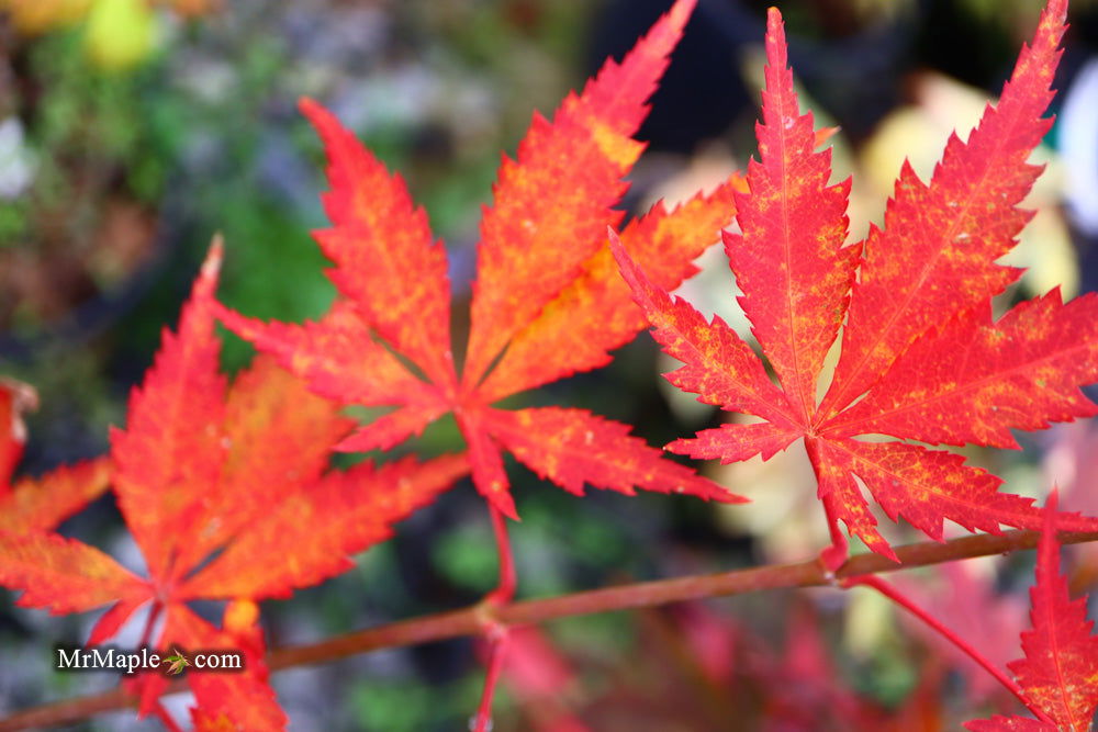 Buy Acer palmatum 'Will's Devine' Japanese Maple — Mr Maple │ Buy