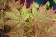- Acer palmatum 'Will's Devine' Japanese Maple - Mr Maple │ Buy Japanese Maple Trees