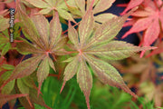 - Acer palmatum 'Will's Devine' Japanese Maple - Mr Maple │ Buy Japanese Maple Trees