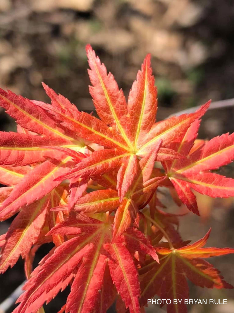 - Acer palmatum 'Wilson's Pink Dwarf' Dwarf Japanese Maple - Mr Maple │ Buy Japanese Maple Trees