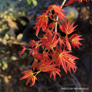 - Acer palmatum 'Wilson's Pink Dwarf' Dwarf Japanese Maple - Mr Maple │ Buy Japanese Maple Trees