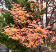 - Acer palmatum 'Wilson's Pink Dwarf' Dwarf Japanese Maple - Mr Maple │ Buy Japanese Maple Trees