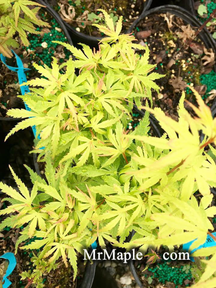 - Acer palmatum 'Winchester' Dwarf Japanese Maple - Mr Maple │ Buy Japanese Maple Trees