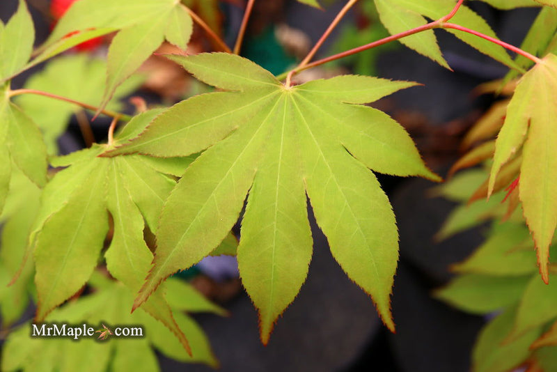 - Acer palmatum 'Windover' Japanese Maple - Mr Maple │ Buy Japanese Maple Trees