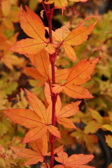 - Acer palmatum 'Winter Flame' Coral Bark Japanese Maple - Mr Maple │ Buy Japanese Maple Trees