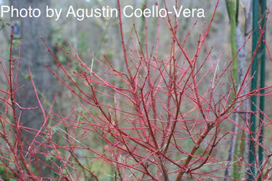 - Acer palmatum 'Winter Flame' Coral Bark Japanese Maple - Mr Maple │ Buy Japanese Maple Trees