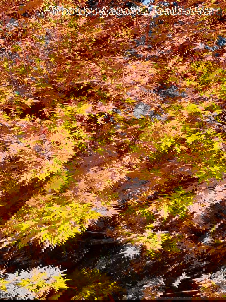 - Acer palmatum 'Winter Flame' Coral Bark Japanese Maple - Mr Maple │ Buy Japanese Maple Trees