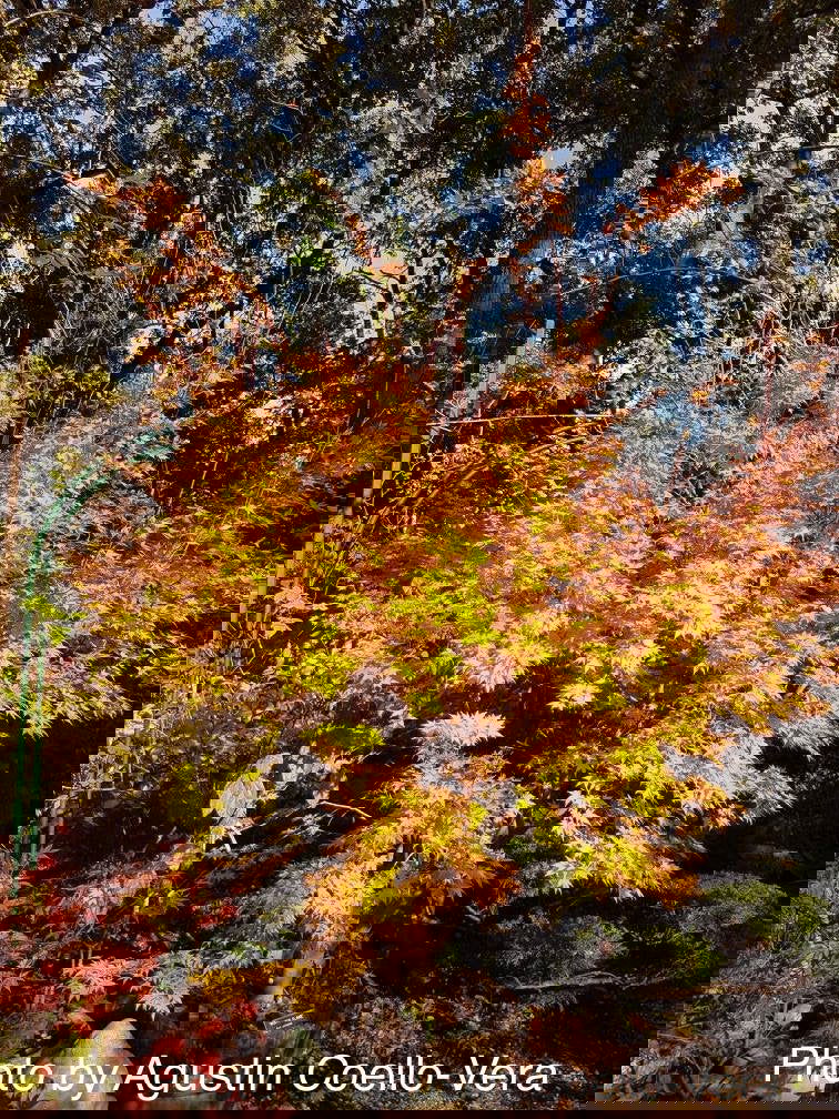 - Acer palmatum 'Winter Flame' Coral Bark Japanese Maple - Mr Maple │ Buy Japanese Maple Trees