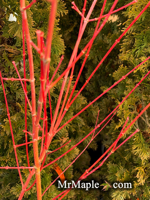 - Acer palmatum 'Winter Orange' Orange Coral Bark Japanese Maple - Mr Maple │ Buy Japanese Maple Trees