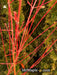 - Acer palmatum 'Winter Orange' Orange Coral Bark Japanese Maple - Mr Maple │ Buy Japanese Maple Trees