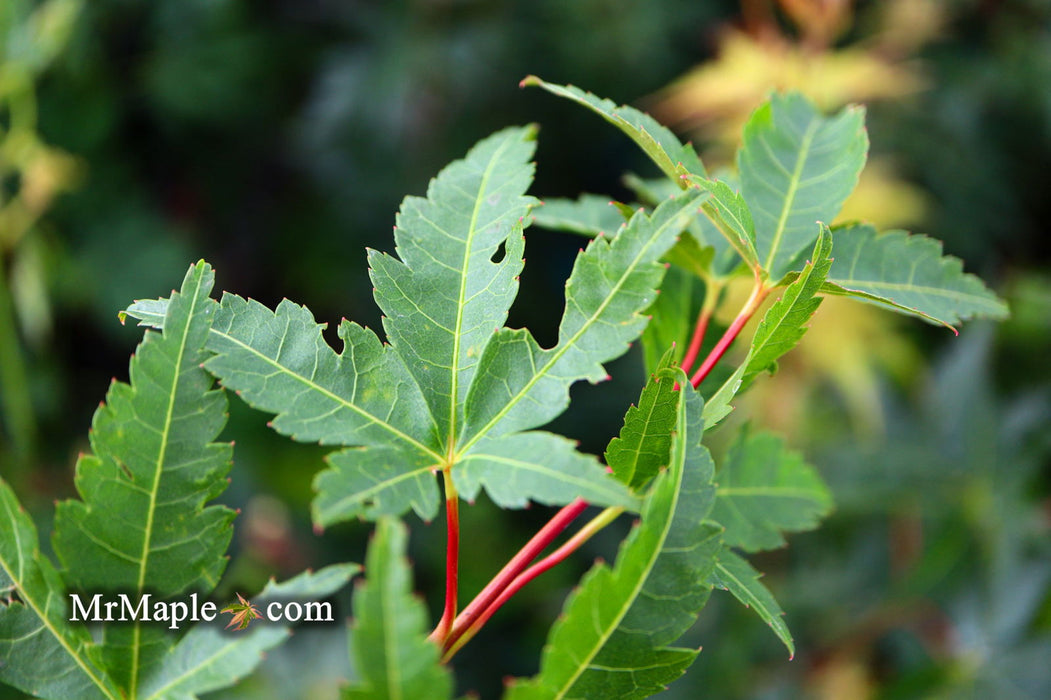 - Acer palmatum 'Winter Orange' Orange Coral Bark Japanese Maple - Mr Maple │ Buy Japanese Maple Trees