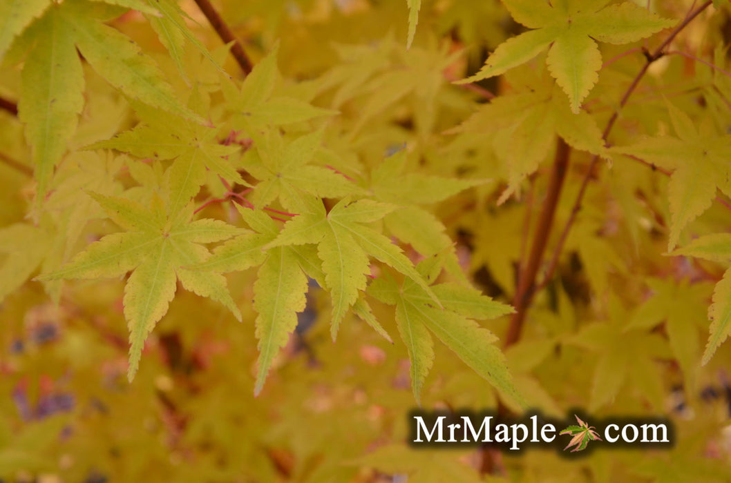 - Acer palmatum 'Winter Orange' Orange Coral Bark Japanese Maple - Mr Maple │ Buy Japanese Maple Trees