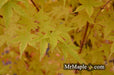 - Acer palmatum 'Winter Orange' Orange Coral Bark Japanese Maple - Mr Maple │ Buy Japanese Maple Trees