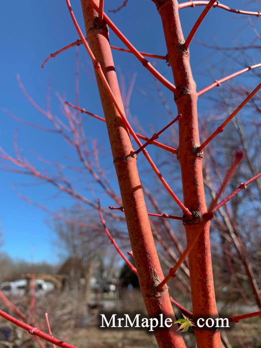 - Acer palmatum 'Winter Orange' Orange Coral Bark Japanese Maple - Mr Maple │ Buy Japanese Maple Trees