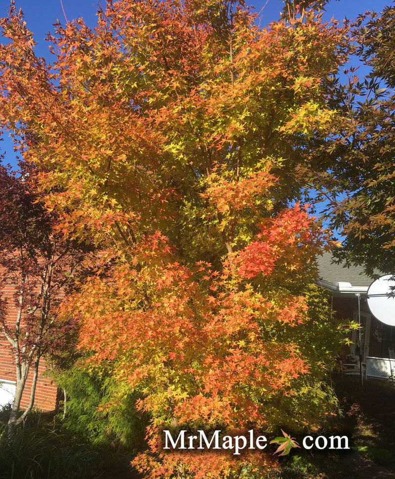 - Acer palmatum 'Winter Orange' Orange Coral Bark Japanese Maple - Mr Maple │ Buy Japanese Maple Trees