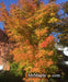 - Acer palmatum 'Winter Orange' Orange Coral Bark Japanese Maple - Mr Maple │ Buy Japanese Maple Trees