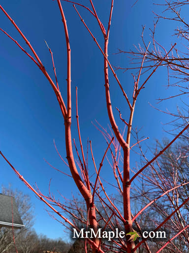 - Acer palmatum 'Winter Orange' Orange Coral Bark Japanese Maple - Mr Maple │ Buy Japanese Maple Trees