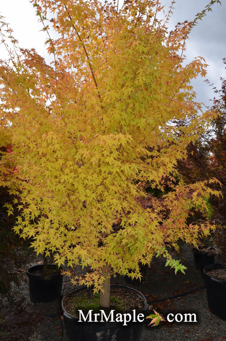 - Acer palmatum 'Winter Orange' Orange Coral Bark Japanese Maple - Mr Maple │ Buy Japanese Maple Trees