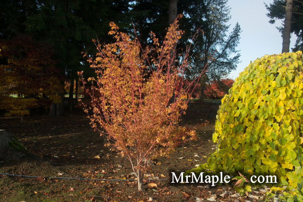 - Acer palmatum 'Winter Orange' Orange Coral Bark Japanese Maple - Mr Maple │ Buy Japanese Maple Trees