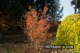 - Acer palmatum 'Winter Orange' Orange Coral Bark Japanese Maple - Mr Maple │ Buy Japanese Maple Trees