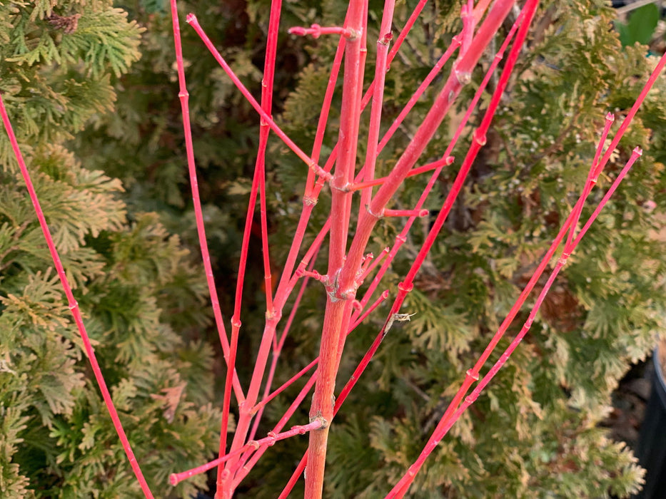 - Acer palmatum 'Winter Orange' Orange Coral Bark Japanese Maple - Mr Maple │ Buy Japanese Maple Trees